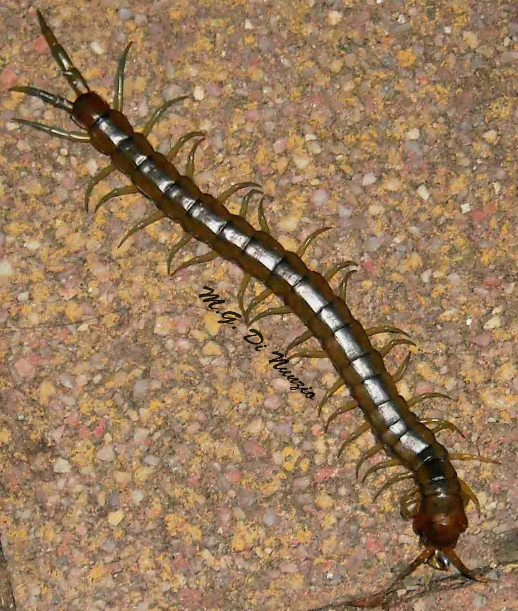 Scolopendra cingulata???